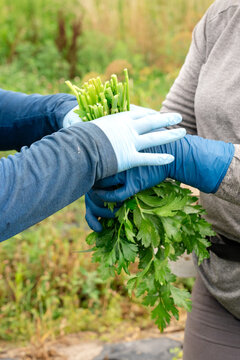 Farm workers handling freshly harvested parsley in Michigan