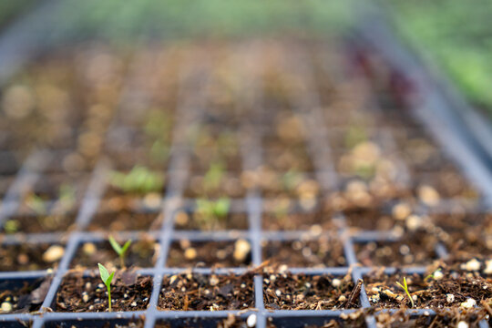Young vegetable seedlings growing in propagation tray