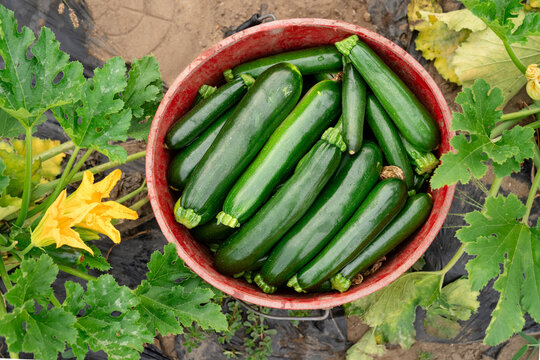 Freshly harvested zucchini in harvest bucket