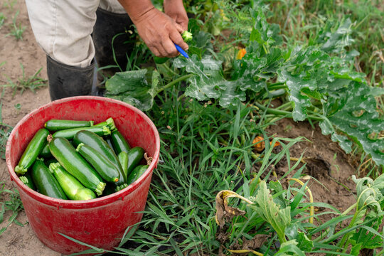 Farm worker harvesting zucchini in Michigan vegetable field
