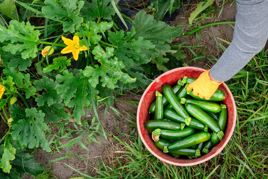Farm worker handling harvested zucchini in Michigan field