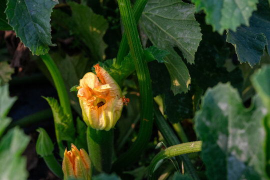 Young zucchini developing behind fading squash blossom
