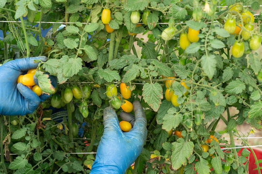 Farm worker hand harvesting grape tomatoes in Michigan