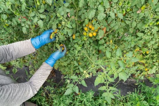 Farm worker harvesting grape tomatoes from vines in Michigan