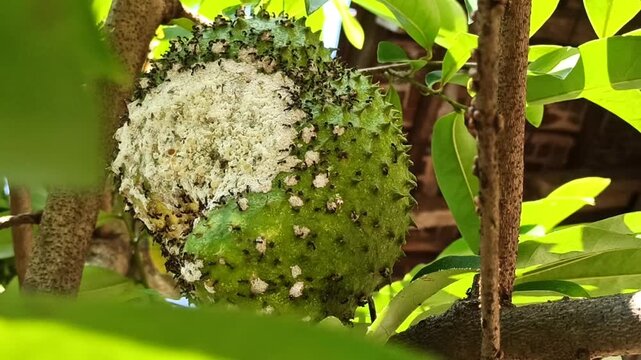 Fresh Annona muricata (soursop) fruit growing directly on the tree, showcasing its distinctive spiky green skin and natural growth in a tropical agricultural environment