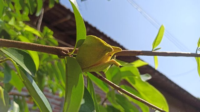 A delicate Annona muricata flower blooming directly on a soursop tree, showcasing its distinctive greenish-yellow petals and natural growth in a tropical environment.