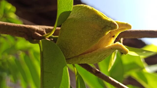 A delicate Annona muricata flower blooming directly on a soursop tree, showcasing its distinctive greenish-yellow petals and natural growth in a tropical environment.
