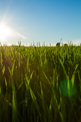 Fototapeta premium Hay field in the evening sun