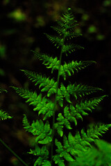 fern in the forest © Tanja