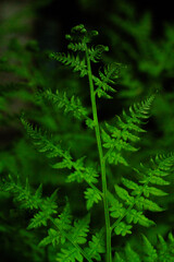 fern in the forest © Tanja