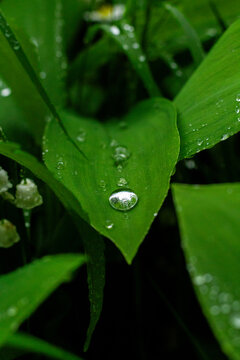 water drops on a leaf