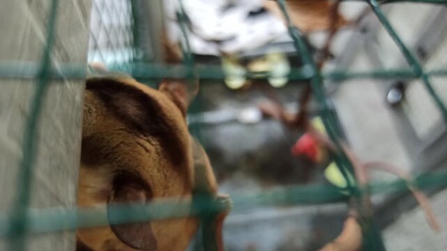 cute sugar glider resting inside a wire cage, showcasing its distinctive gray fur, dark markings, large eyes, and small body in a domestic animal enclosure