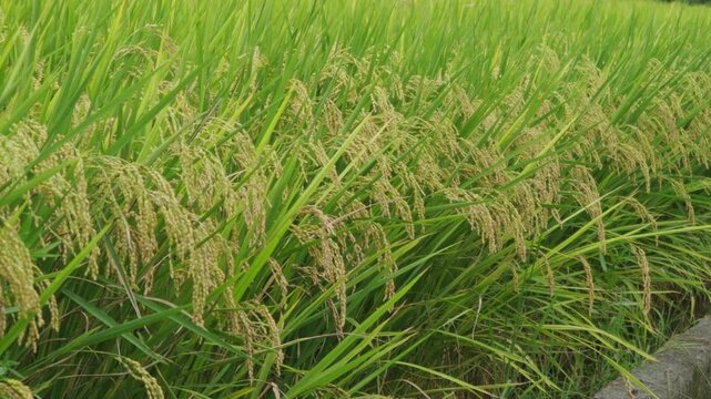 Rice plants swaying in wind in a paddy field