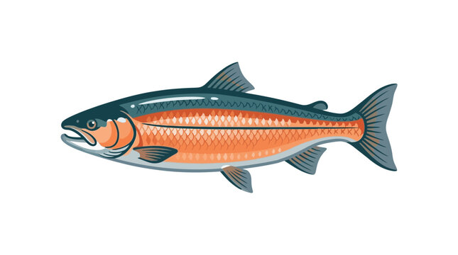 Brown trout fish side profile illustration.