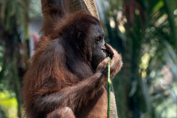 An orangutan is holding its nose. © DS light photography