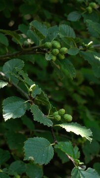 Fresh green alder leaves on a tree branch in natural summer sunlight