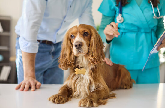 Dog spaniel with veterinarian during exam checkup. In the clinic, the pet lies on the table while the owner listens to health advice. Clear concept of veterinary trust and pet wellbeing.