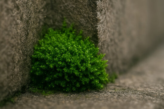 Closeup of bright green moss growing between weathered stone walls in shallow depth