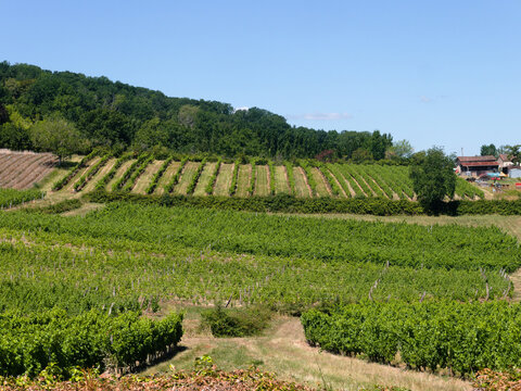 Beautiful vineyards at Monbazillac village, near Bergerac city, southern France. Idyllic and picturesque, rural landscape in the bucolic rolling hills of the valley of the Dordogne river.