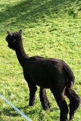 Obraz premium Curious black alpaca exploring a lush green meadow under the warm sun, adding charm to a serene countryside afternoon
