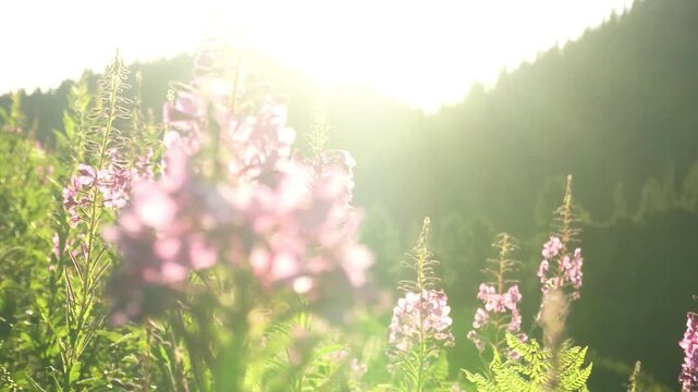 Fireweed flowers in warm sunlight with a bee pollinating the blossoms, wildflower meadow in a forest landscape at sunrise