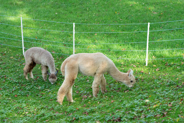 Obraz premium Two playful alpacas grazing in a lush green meadow under the soft afternoon sun surrounded by a white fence inviting tranquility and connection with nature