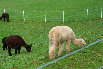 Obraz premium Two alpacas graze peacefully in a lush green field surrounded by a white fence on a crisp autumn day, showcasing the serenity of rural life in the countryside