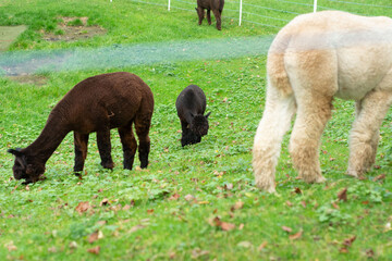 Obraz premium Majestic alpacas grazing peacefully in a lush green pasture on a serene autumn afternoon, surrounded by gentle rolling hills and a tranquil atmosphere