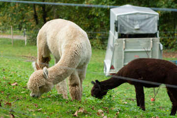 Obraz premium A small herd of gentle alpacas leisurely grazes in a vibrant, lush pasture, surrounded by a serene backdrop of leafy trees under a cloudy sky