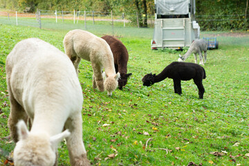 Obraz premium Gentle alpacas roaming freely in a lush green pasture under soft autumn sunlight, showcasing their unique colors and serene demeanor near a grazing area