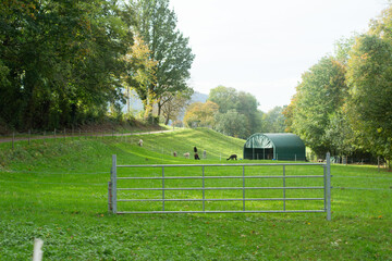 Obraz premium Peaceful countryside landscape with grazing animals near a sturdy barn surrounded by lush greenery on a sunny autumn day