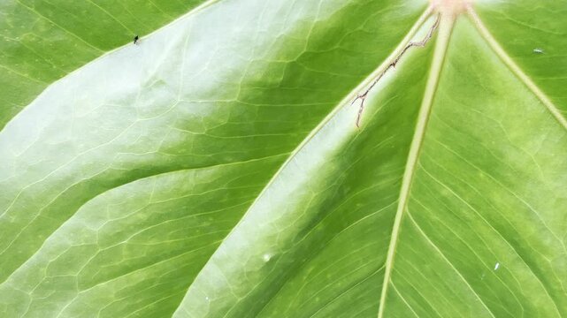 Close-up of a green tropical leaf with visible veins and small insects, creating an abstract natural background for wellness, skincare and eco branding.