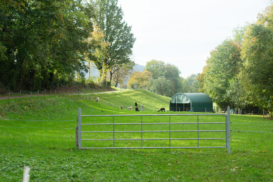 Peaceful countryside landscape with grazing animals near a sturdy barn surrounded by lush greenery on a sunny autumn day