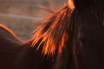 Equine sunset © Deb