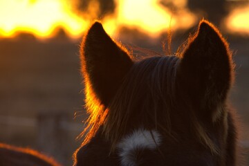 Equine sunset © Deb