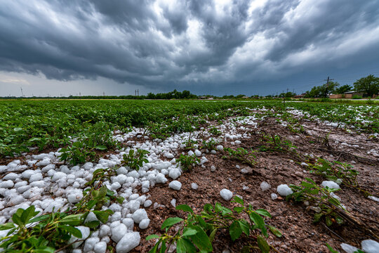 Severe weather effects on a crop field after hail