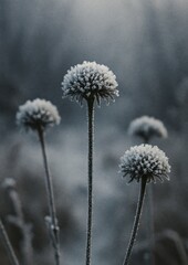 Fototapeta premium Frosty flowers in winter serenity.