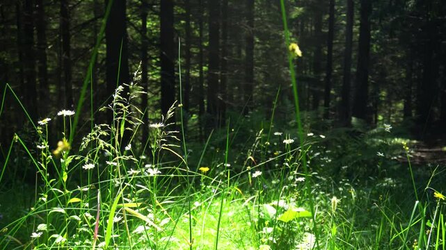forest glade with flowers and grass in the rays of the sun