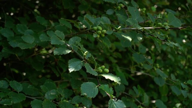 Fresh green alder leaves on a tree branch in natural summer sunlight