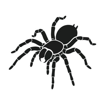 Isolated Silhouette of a Tarantula Spider