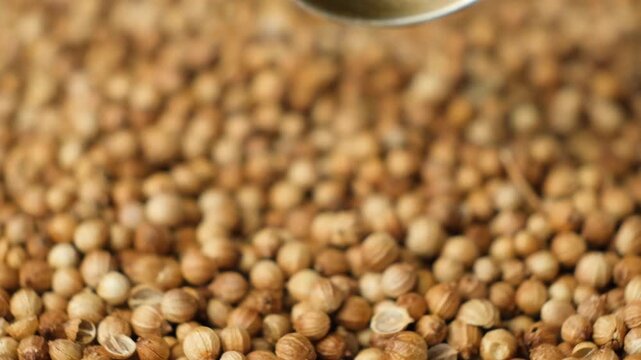 Pouring organic dried coriander cilantro seeds from spoon in slow motion