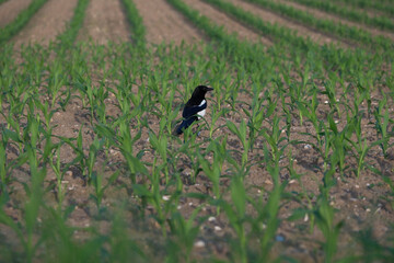 Obraz premium Magpie (Pica pica) Among Young Corn Plants in a Field, Wildlife and Agriculture Contrast Concept
