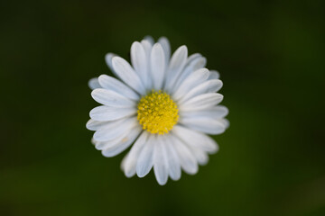 Macro Close-Up of Common Daisy (Bellis perennis), White Petals and Yellow Center, Botanical Nature Detail Concept © jr-art
