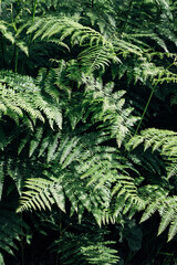 Close-up of dense, healthy fern foliage © jr-art