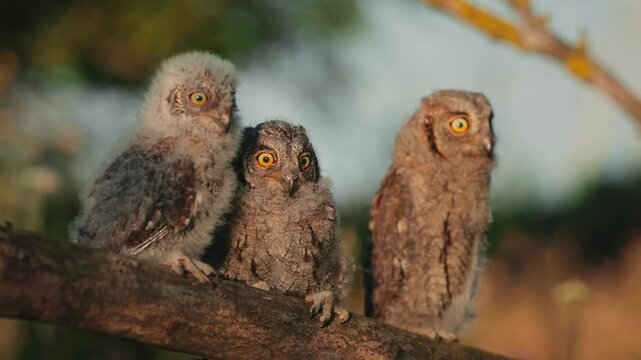 Portrait of three fluffy nestling Eurasian scops owls Otus scops perched on a tree branch in a forest. Close-up of a young wild owl chick in Wildlife habitat, featuring soft feathers, expressive eyes.