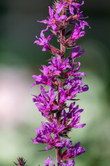 Obraz premium Summer Flowering Purple Loosestrife, Lythrum tomentosum on a green blured background.