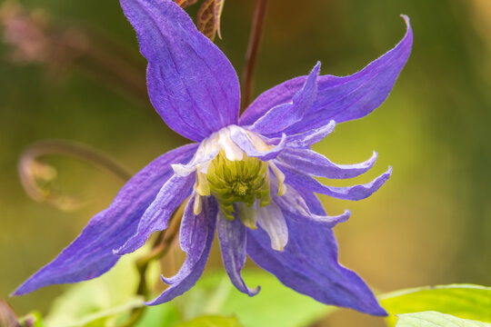 Spring Flowering Downy Clematis (Clematis macropetala). Close up of flowering blue Clematis on blurred background.