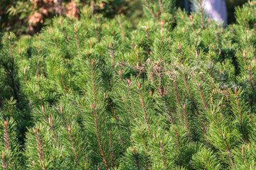 Green small pine trees with fresh shoots in spring or summer © Dmitrii Potashkin