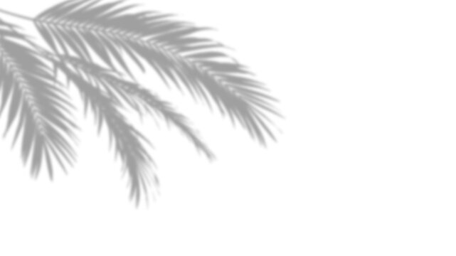 Palm leaf shadow overlay isolated on transparent background