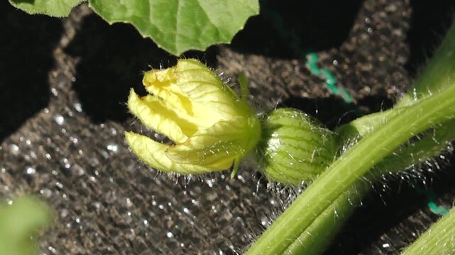 Watermelon flower blooming process with green bud and leaves on black agricultural fabric in a sunny outdoor setting